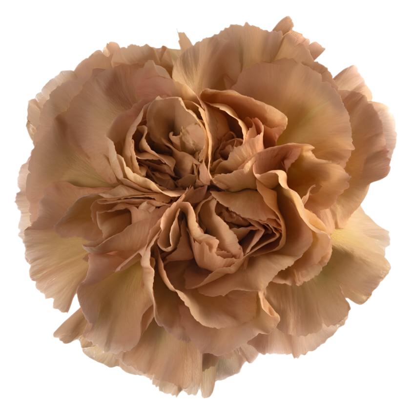 Carnation Single Viper Per Stem