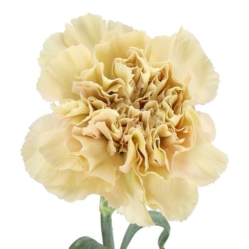 Carnation Cappuccino Per Stem
