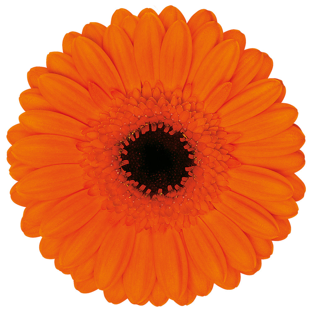 Gerbera Caramba