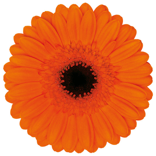 Gerbera Caramba