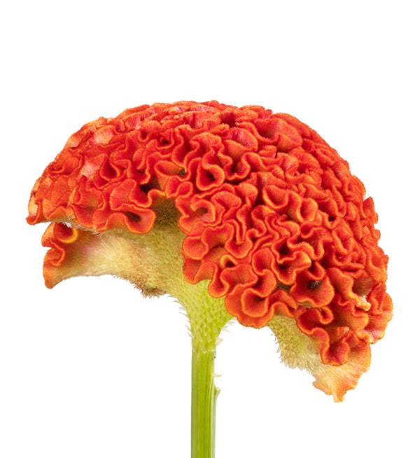 Celosia Orange Per Stem