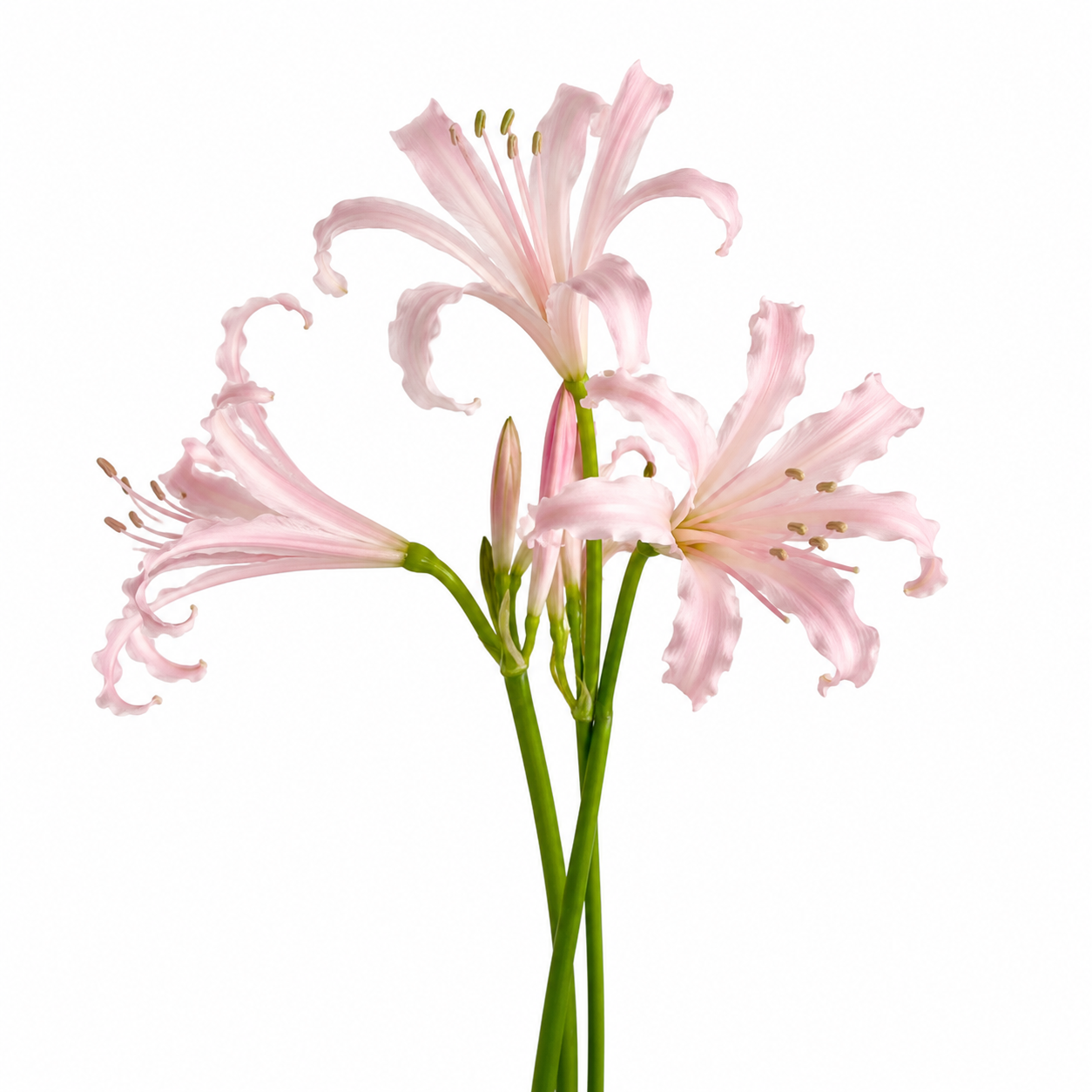Nerine Vesta Light Pink Per Stem