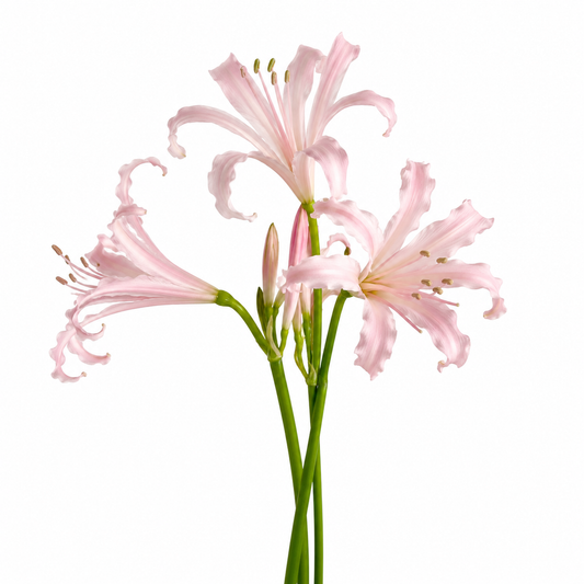Nerine Vesta Light Pink Per Stem