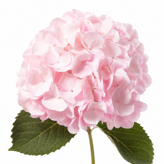 Hydrangea Pink Per Stem