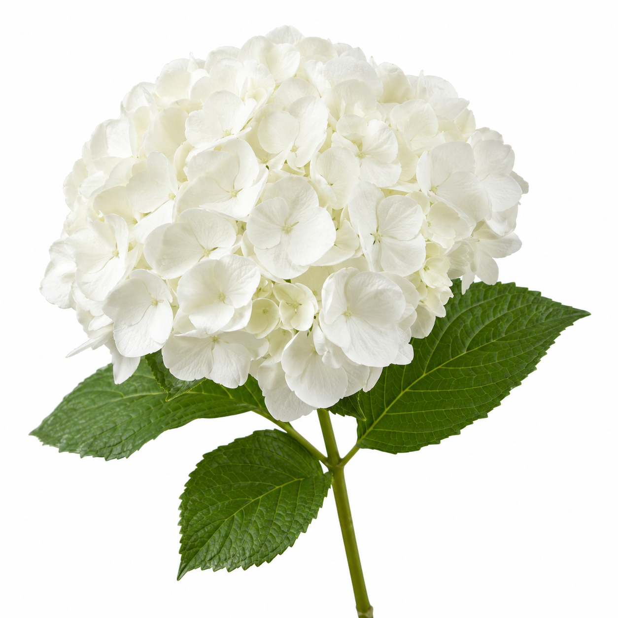 Hydrangea White Per Stem