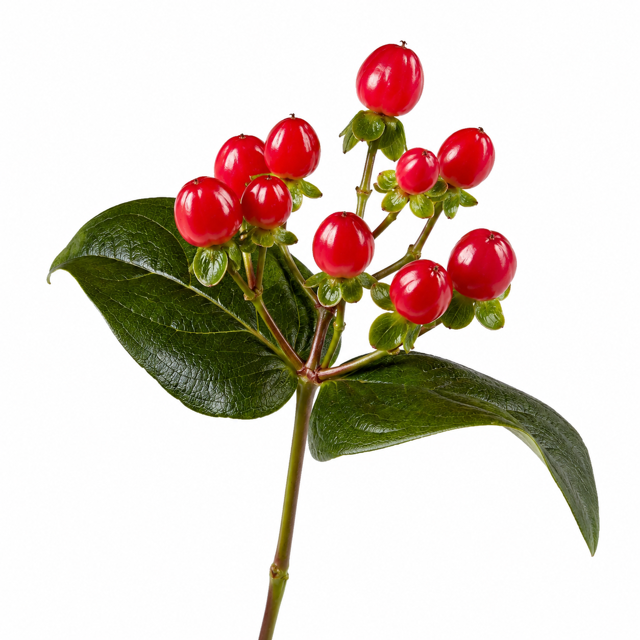 Hypericum Red Per Stem
