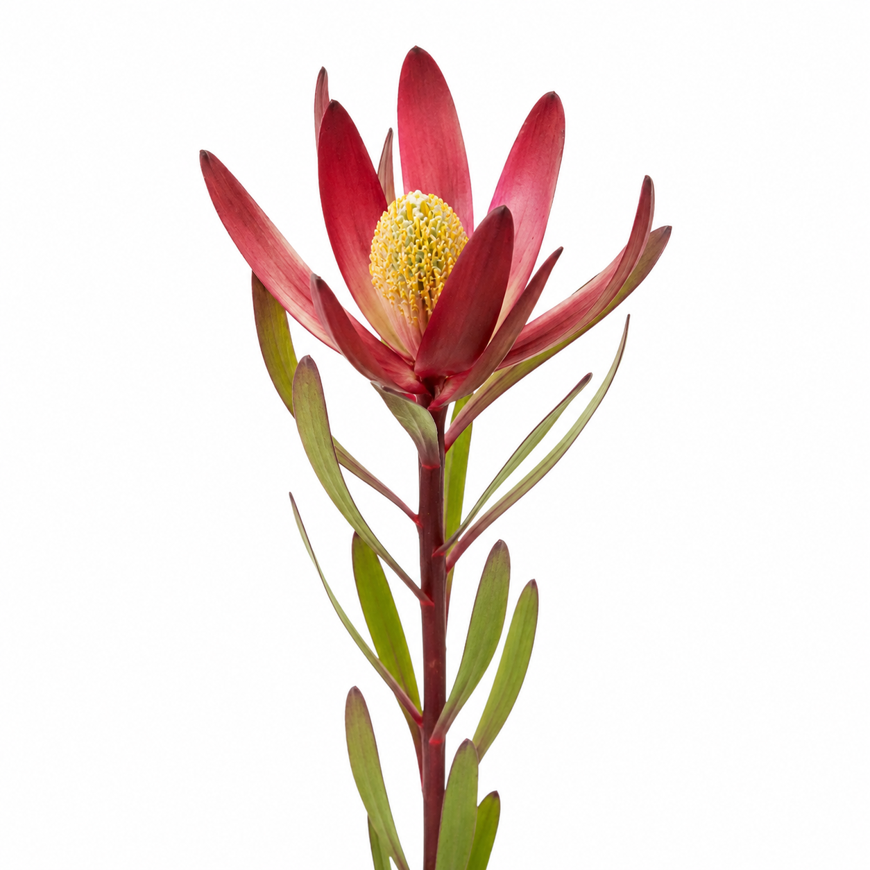 Leucadendron Safari per Stem