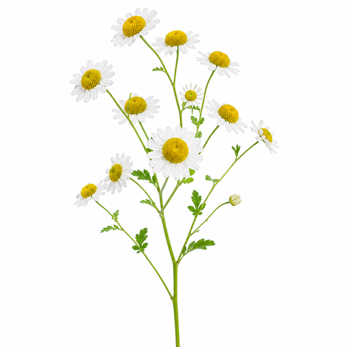 Tanacetum Per Stem