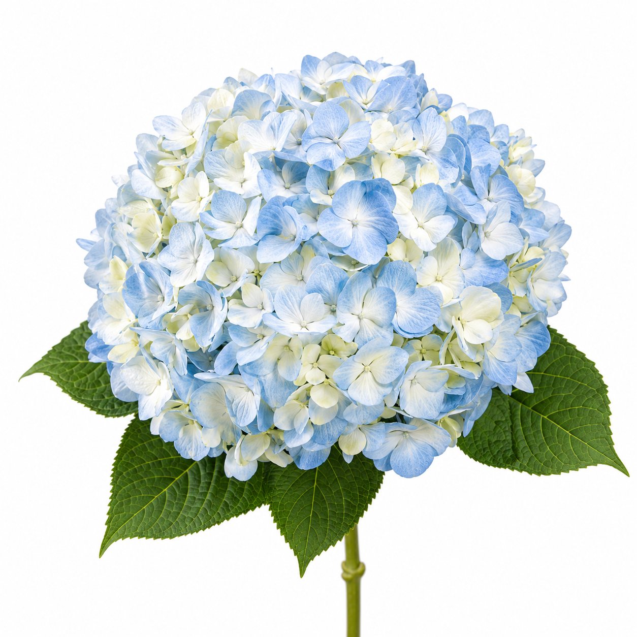 Hydrangea Blue Premium Per Stem