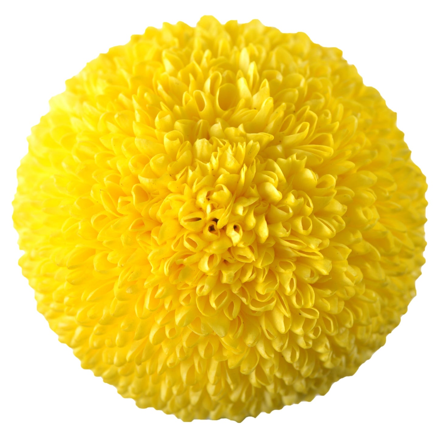 Chrysanthemum Pingpong Yellow