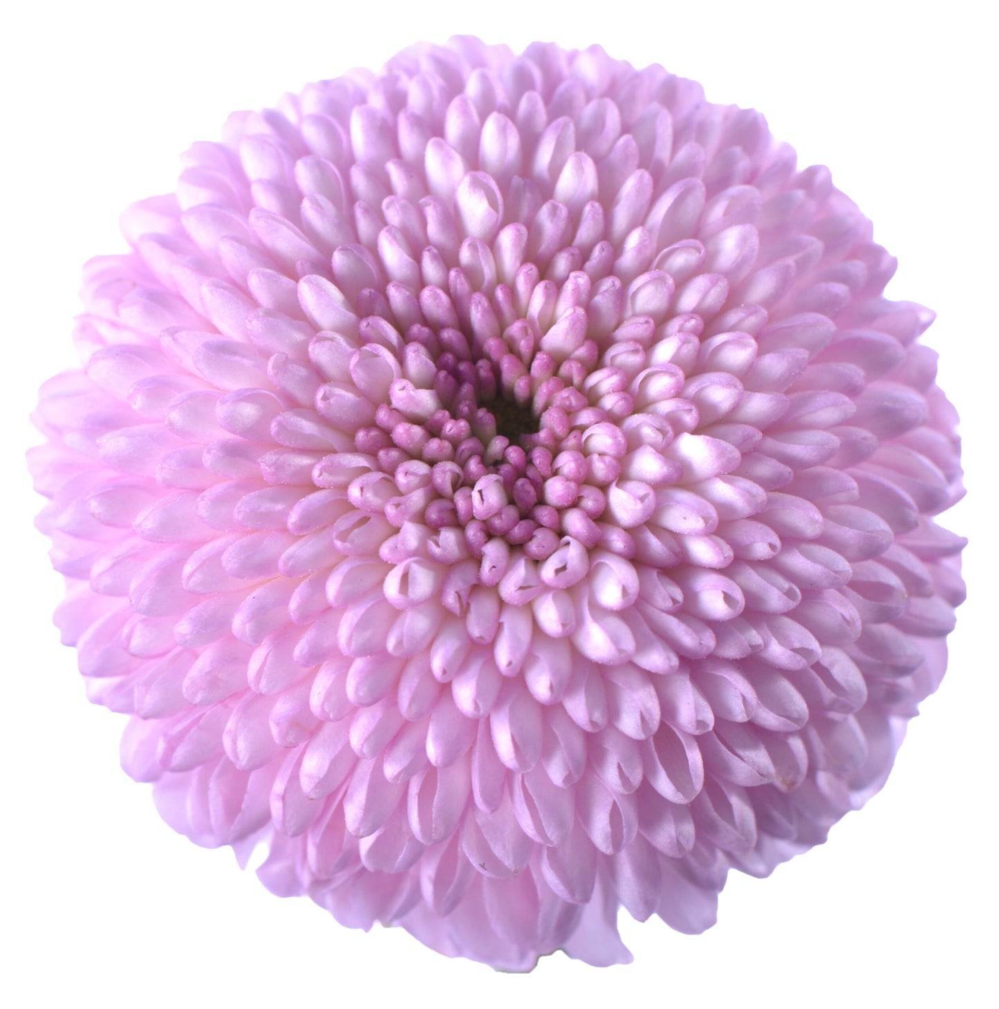 Chrysanthemum Pingpong Pink