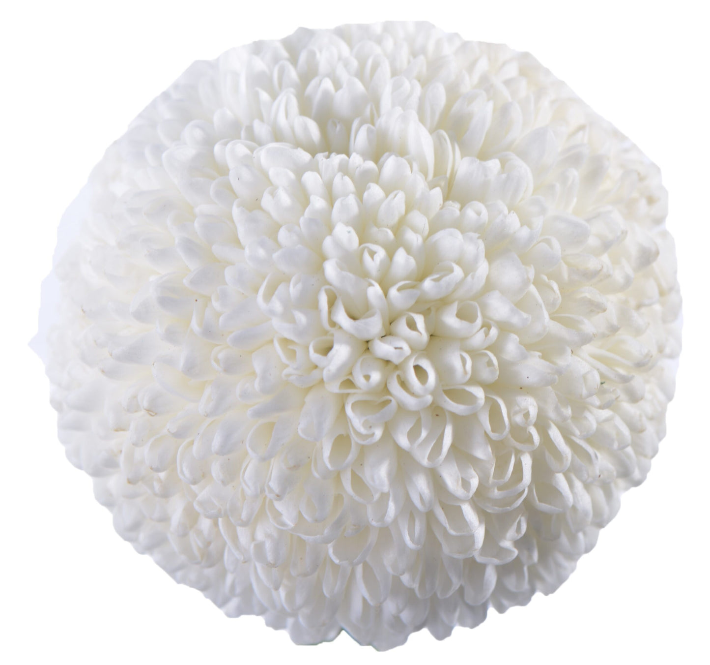 Chrysanthemum Pingpong White