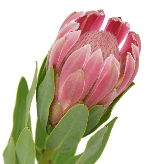 Protea Carnival Per Stem