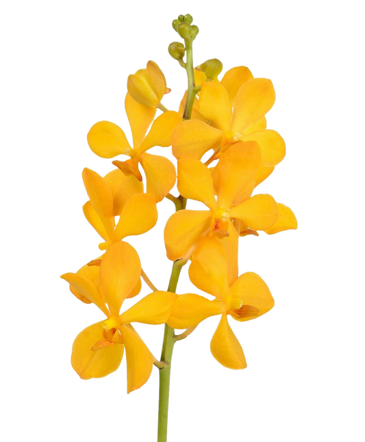Mokara Yellow Per Stem