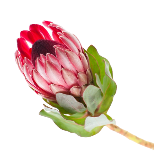 Protea Sharon Per Stem