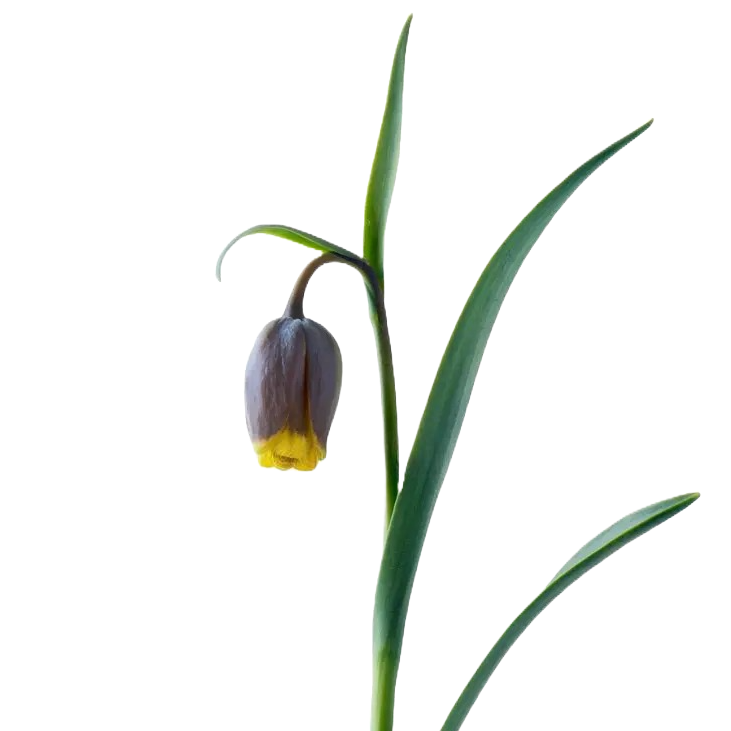 Fritilliaria Vulpis Per Stem