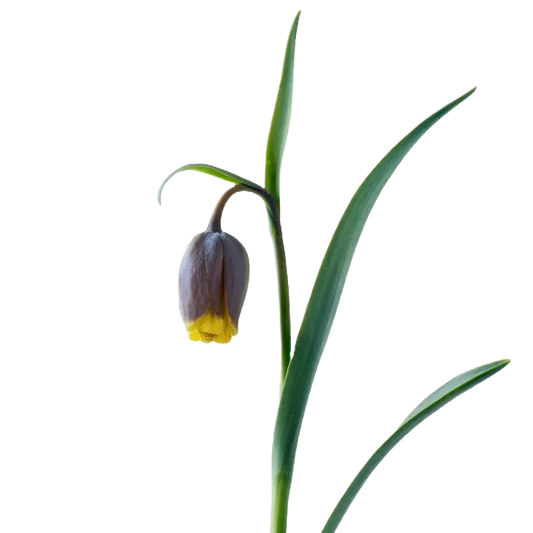 Fritilliaria Vulpis Per Stem