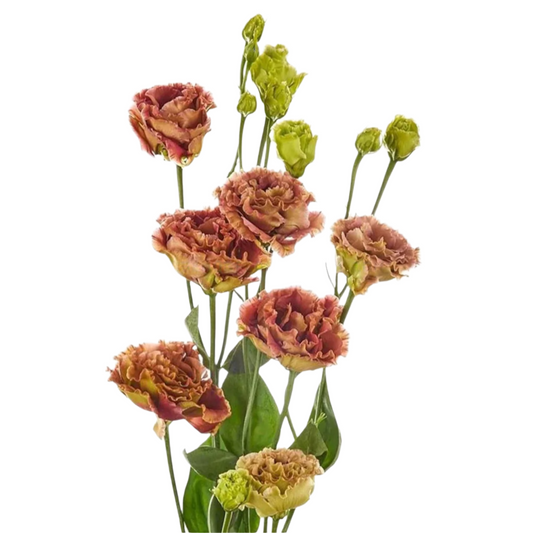 Lisianthus Brown Per Stem