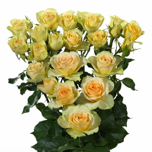 Spray Rose Bandolero Per Stem