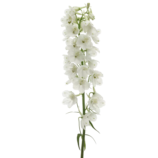 Delphinium White Per Stem