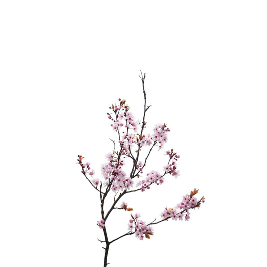 Prunus comet per stem