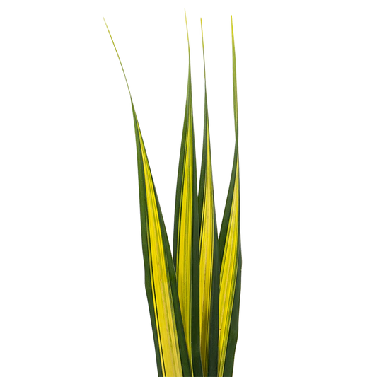 Variegated Pandanus Leaves per stem