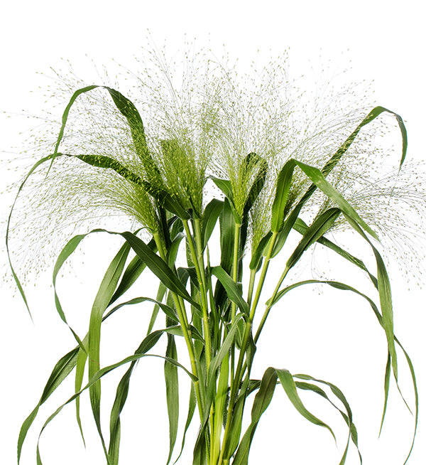 Panicum Fontaine Per Stem