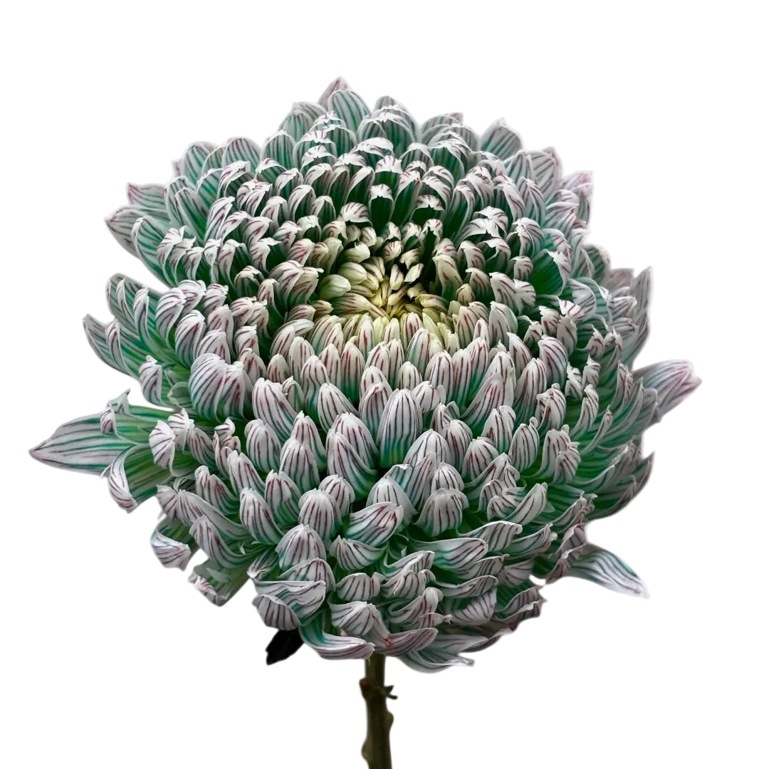 Chrysanthemum Tinted Muted Mint Per Stem