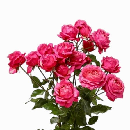 Spray Rose Julietta Cerise Per Stem