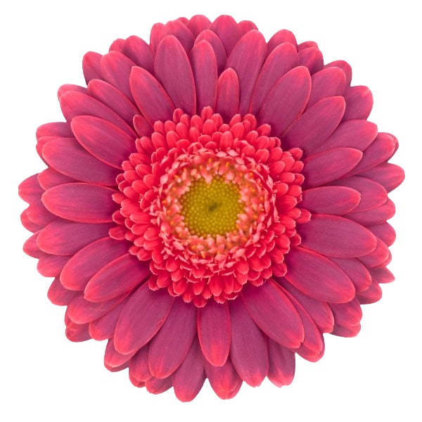 Gerbera Bizar Per Stem