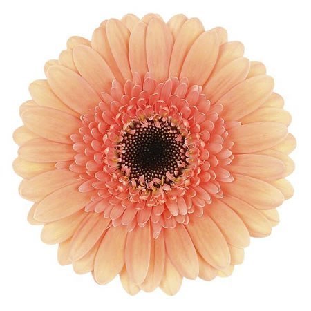 Gerbera Cookies N Cream Per Stem