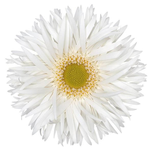 Gerbera Mini Spider Brocade Per Stem