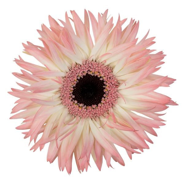 Gerbera Mini Spider Hagi Per Stem