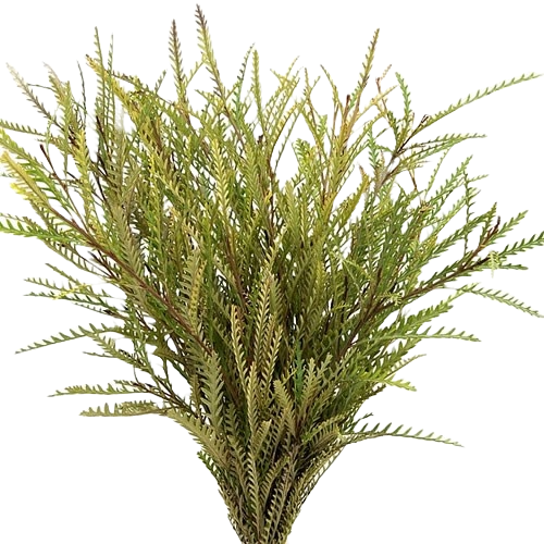 Grevillia Ivanhoe Per Stem