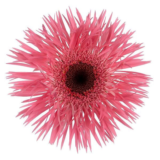 Gerbera Spider Jupiter Per Stem