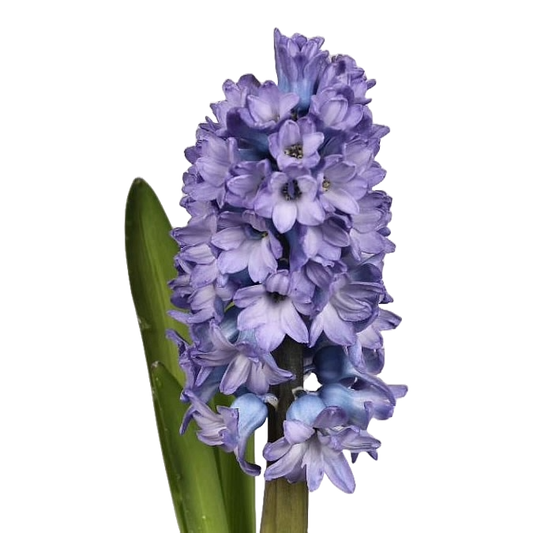 Hyacinthus Delft Blue Per Stem