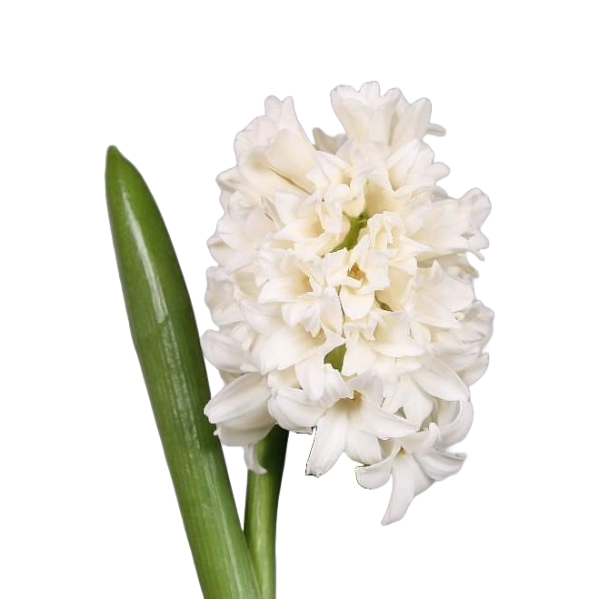 Hyacinthus Aiolis Per Stem