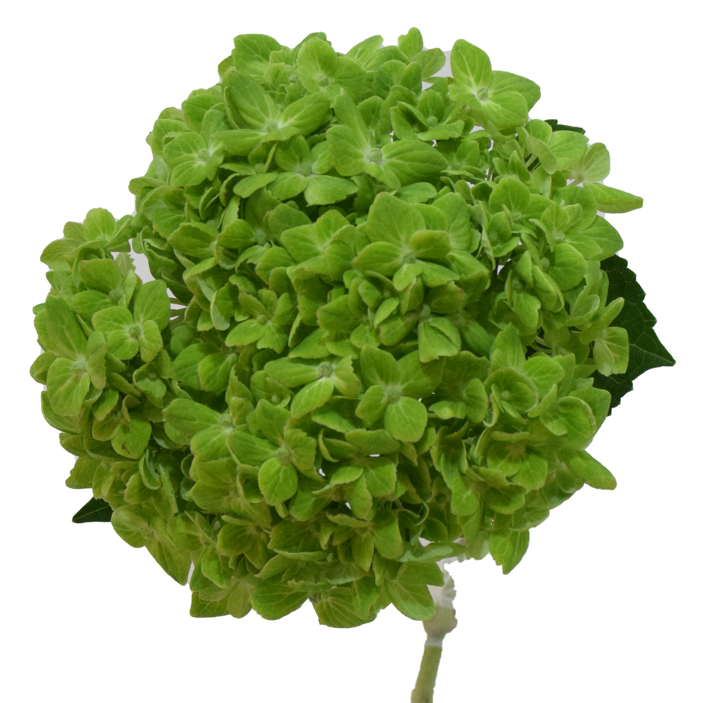 Hydrangea Green Premium