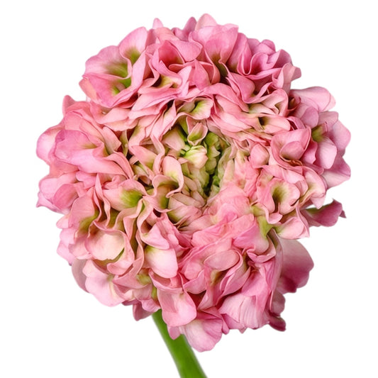 Ranunculus Pon Pon Hermione Per Stem