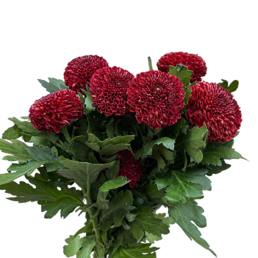 Chrysanthemum Pingpong Maroon Per Stem