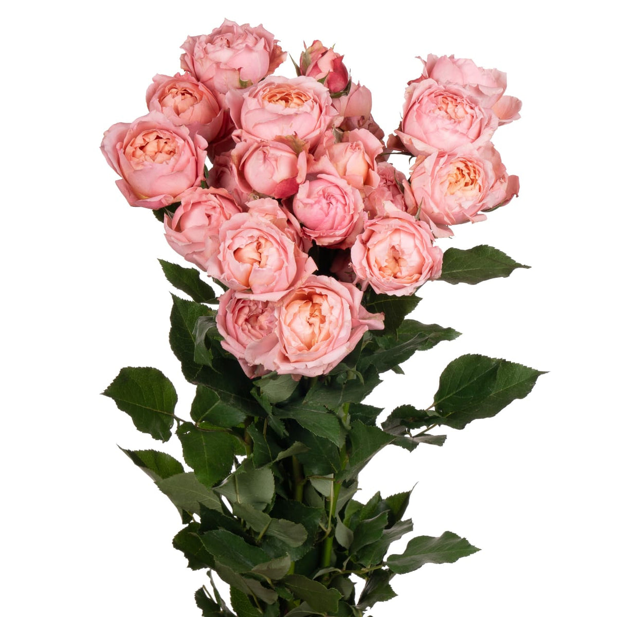 Spray Rose Julietta Pink Per Stem – Reemflora