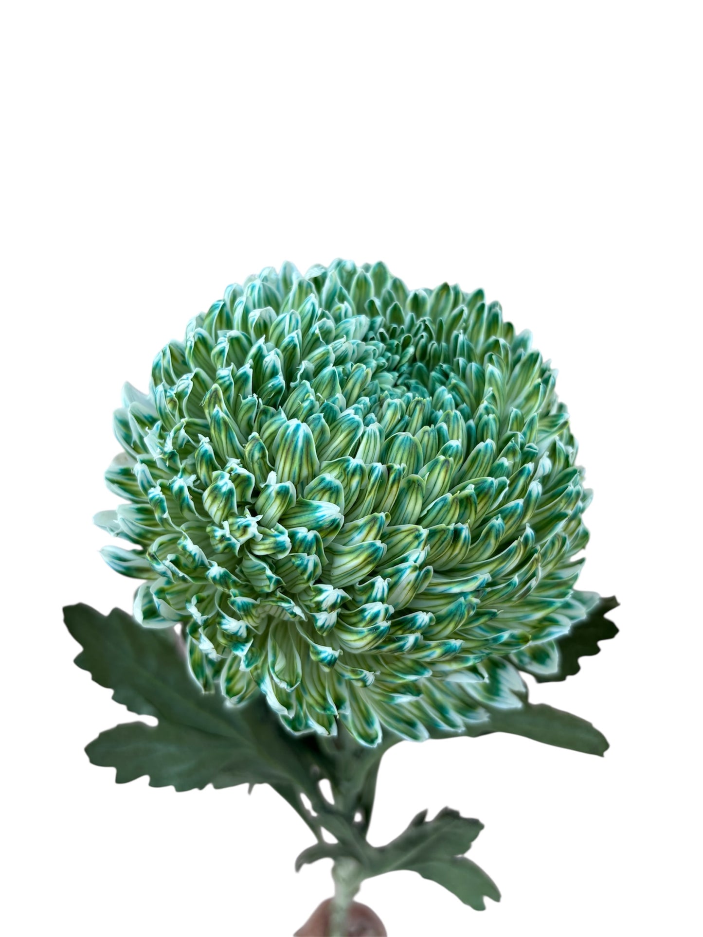 Chrysanthemum Malaysian Tinted Green Per Stem