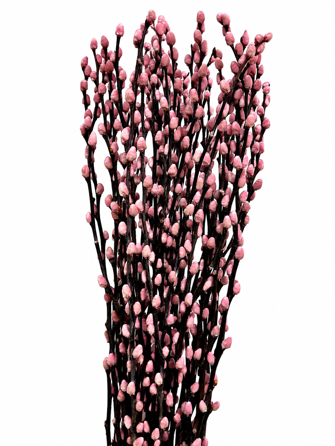 Pink cloud salix willows per stem
