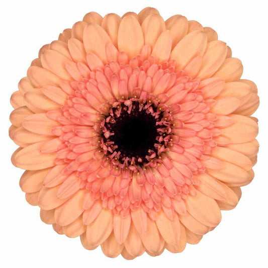 Gerbera Mini Oreo Per Stem