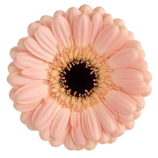 Gerbera Mini Espresso Per Stem