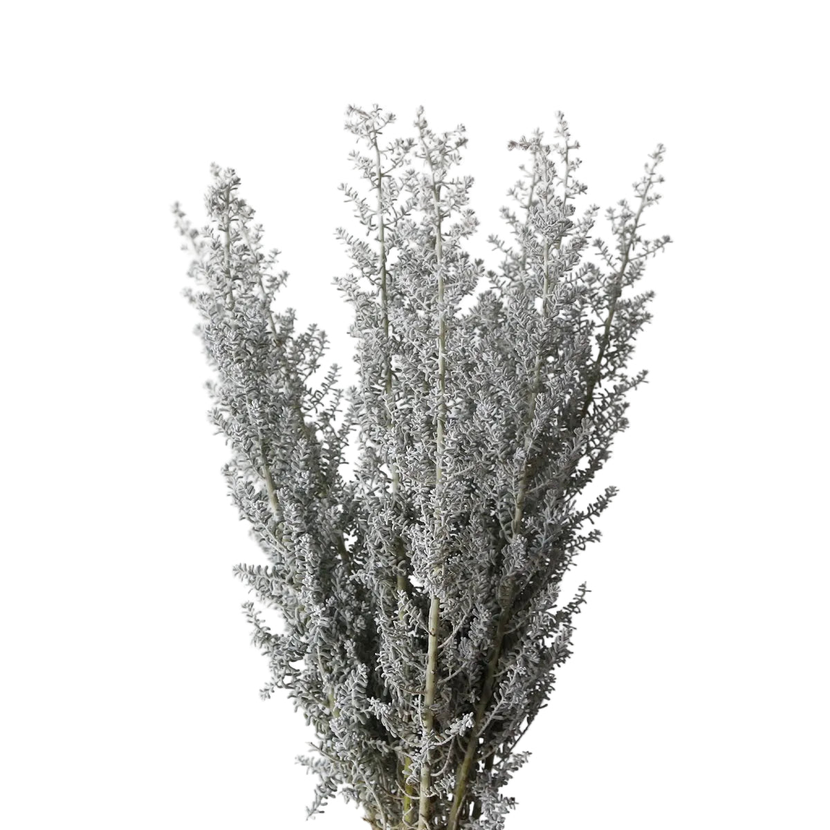 Kochia Branch Per Stem