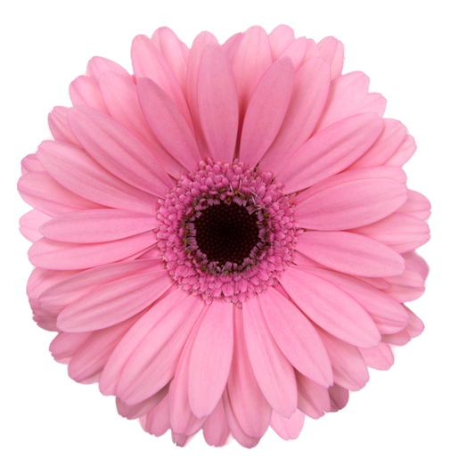 Gerbera Mini Talent