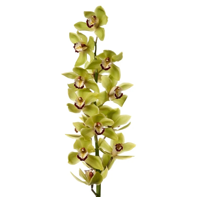 Cymbidium Green Per Stem