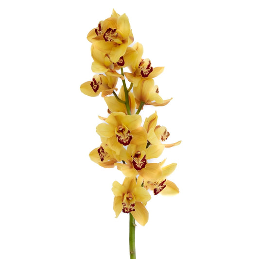 Cymbidium Yellow Per Stem