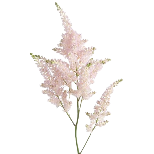 Astilbe Pink Per Stem